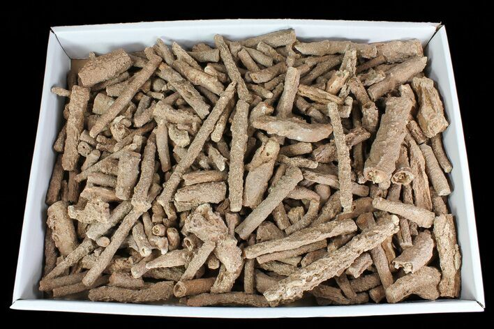 - Fulgurites (Petrified Lightning) Wholesale Lot ~ Pieces #76037